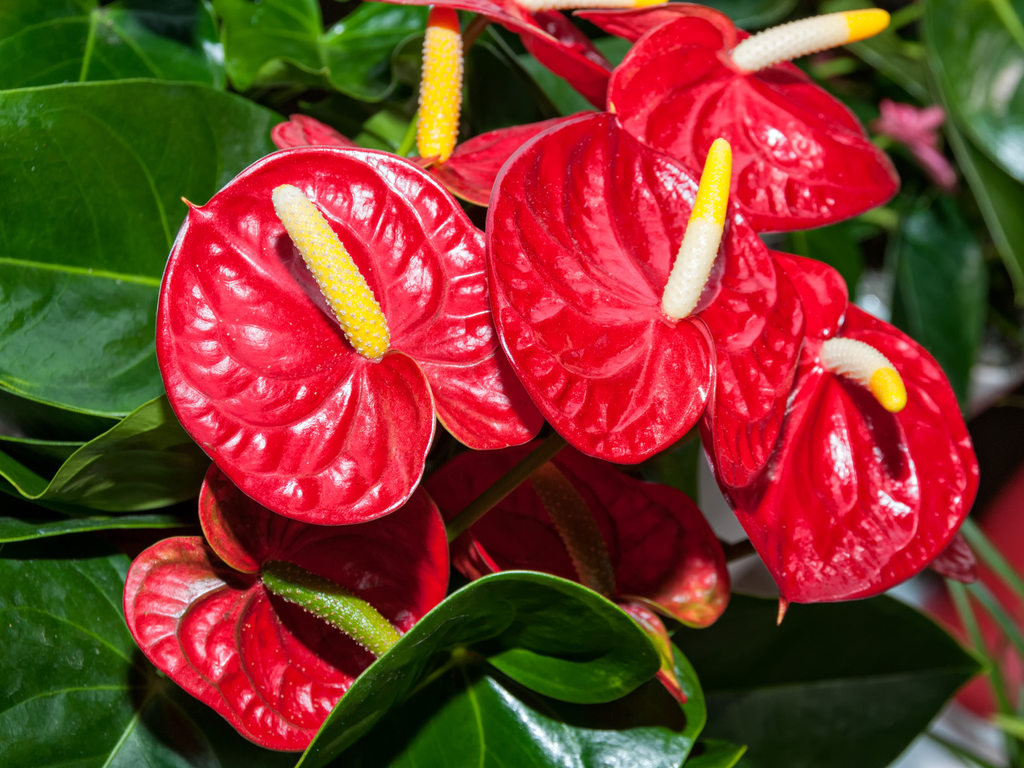 pianta-anthurium